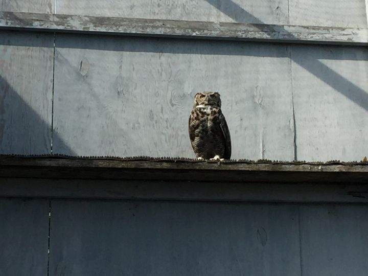 Great horned owl