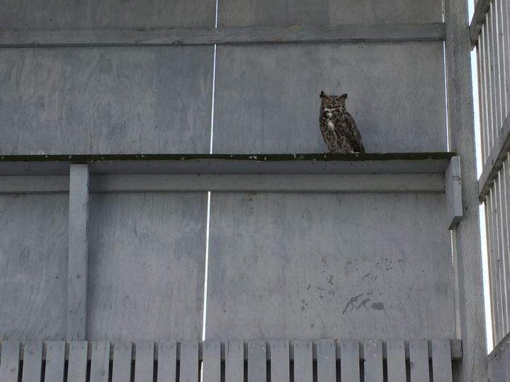 Great horned owl
