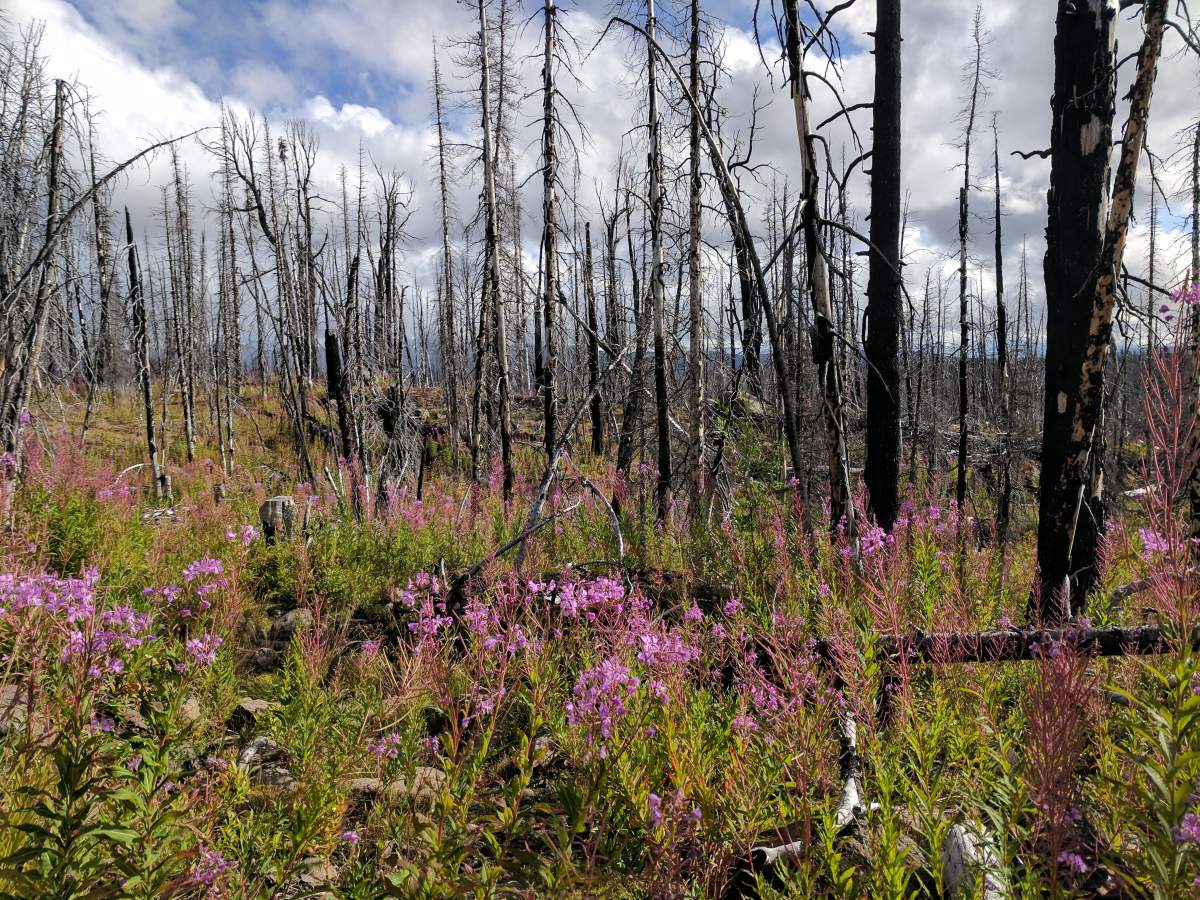New vegetation grows amid trees burned in a wildfire in Tweedsmuir Provincial Park. Andison says this growth, which begins the year after a wildfire, plays a crucial role in the development of a future forest.