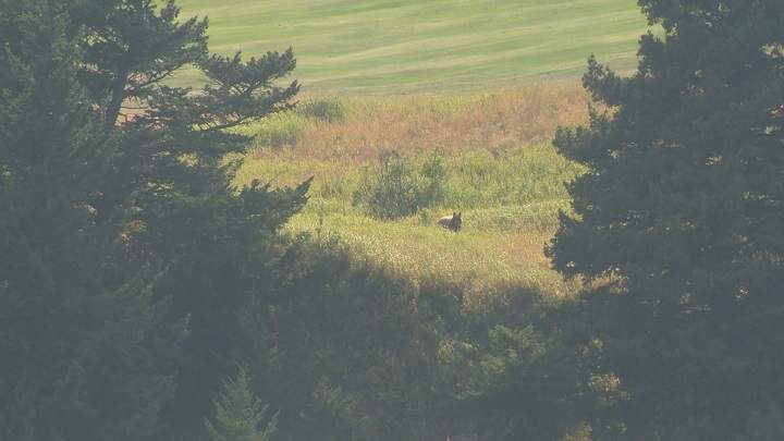  A bear in Waterton Lakes National Park earlier this summer.