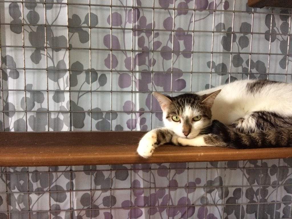 9-month-old Primose rests in her crate, unimpressed by the number of guests during Thursday's "yarn-cutting" ceremony.