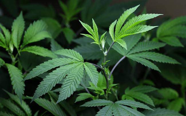 CanniMed says Aurora is offering shares that were worth only half as much just two weeks before its hostile bid was announced last fall.