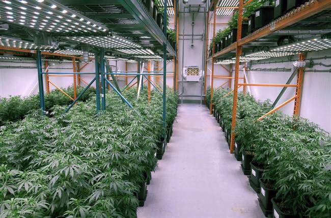 Cannabis producers skeptical of whether Ontario’s plan can compete with black market - image