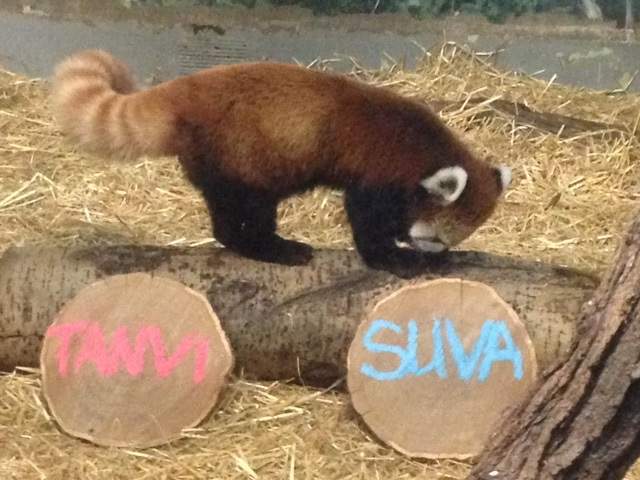 The Assiniboine Park Zoo revealed the names for the cubs Friday.