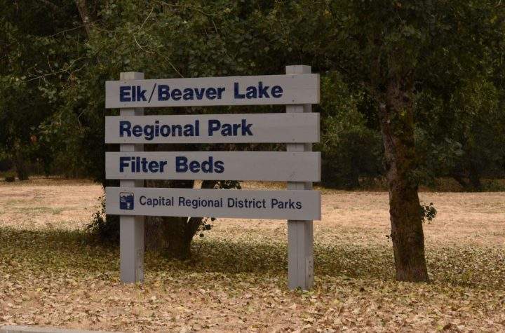 A woman went to use an outhouse-style washroom in Elk/Beaver Lake Regional Park on Tuesday morning when she noticed a light coming from inside the toilet.