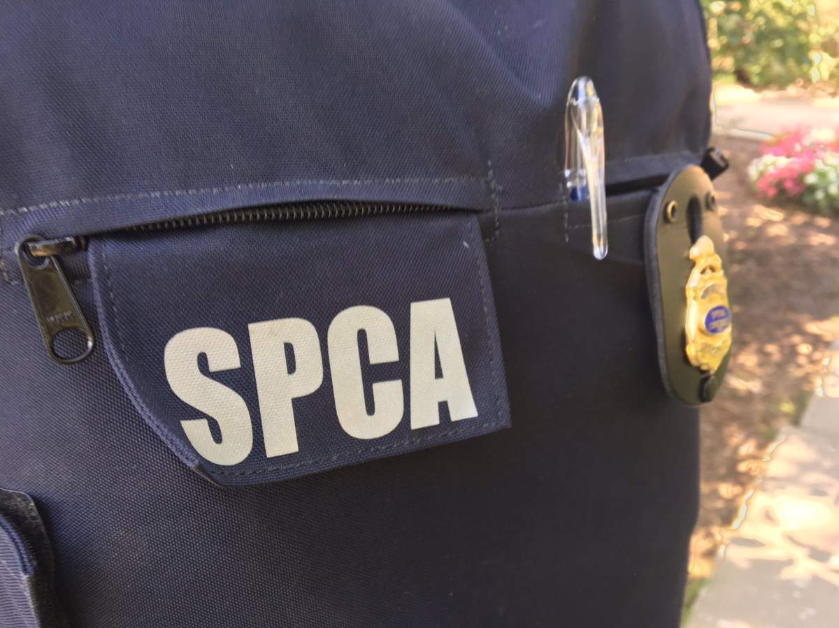 The Nova Scotia SPCA urges you to report acts of animal cruelty by contacting the confidential toll-free hotline at 1-888-703-7722.