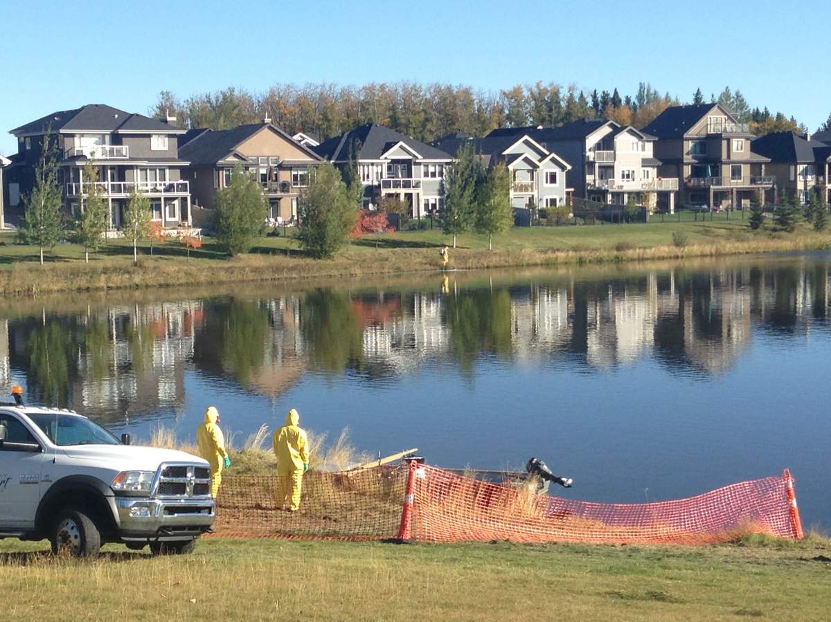City of St. Albert staff treating the Edgewater storm water pond with Rotenone to get rid of invasive goldfish. September 26, 2017.