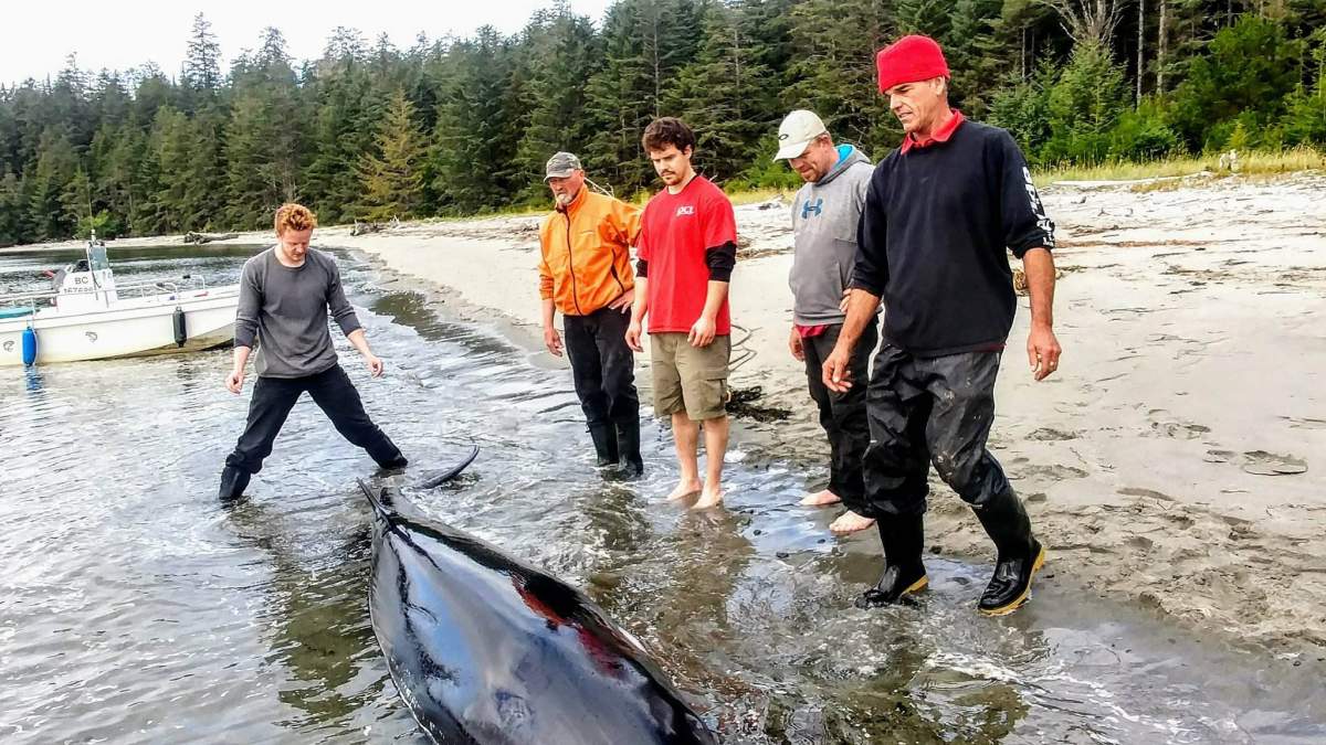 Residents helped a beached whale in Naden Harbour.