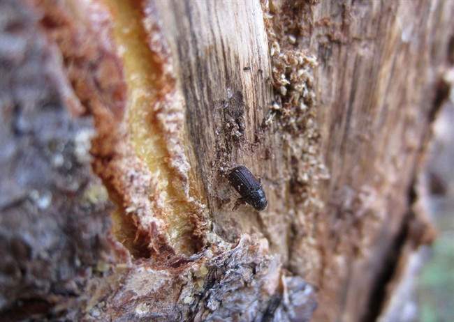 In this July 12, 2017, photo, a dead pine beetle is shown on the inside of a piece of bark peeled from a beetle-killed tree.