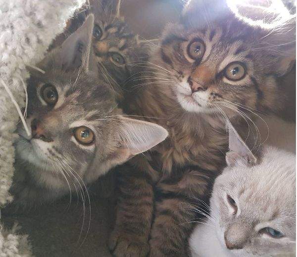 A file photo of cats at the Edmonton Humane Society.