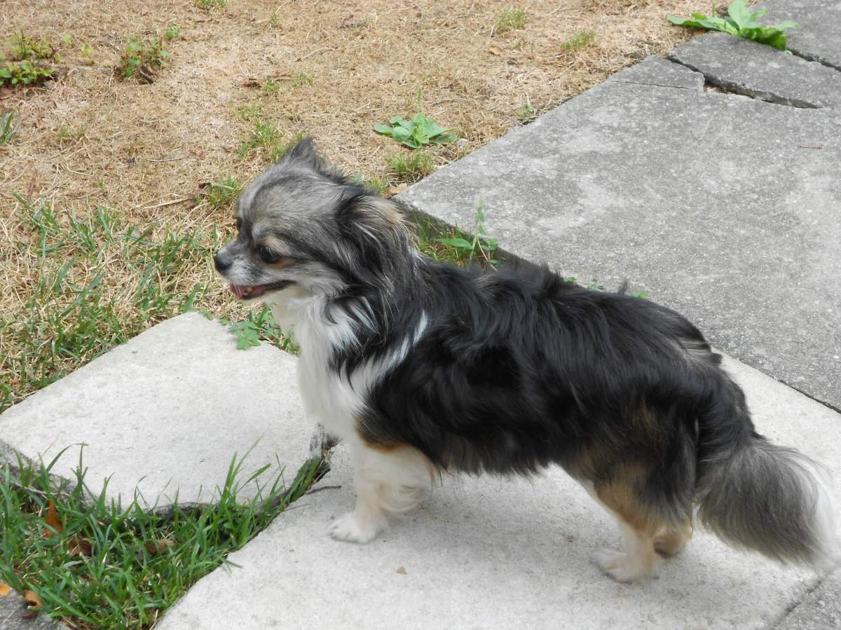 The Wilsons were forced to put their dog down after she suffered serious injuries in an attack on Monday evening.