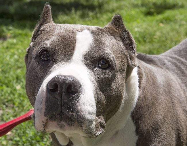 This June 14, 2016 file photo shows a pit bull going for a walk at the Montreal SPCA. 