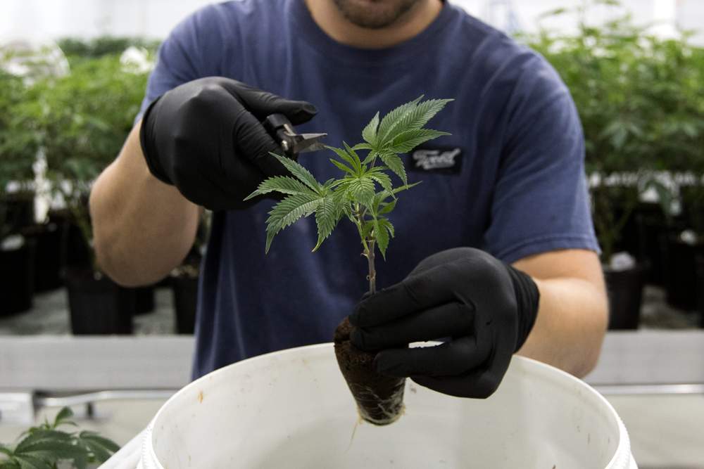 File photo. A marijuana activist is taking a UBC study linking marijauana use on April 20th to fatal crashes in the United States with a grain of salt.