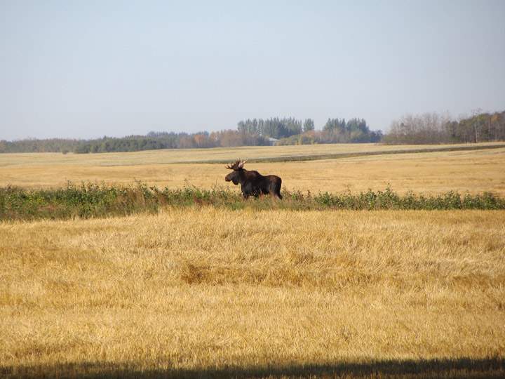 Garry Loehr took this Your Saskatchewan photo for Oct. 28 near Muenster