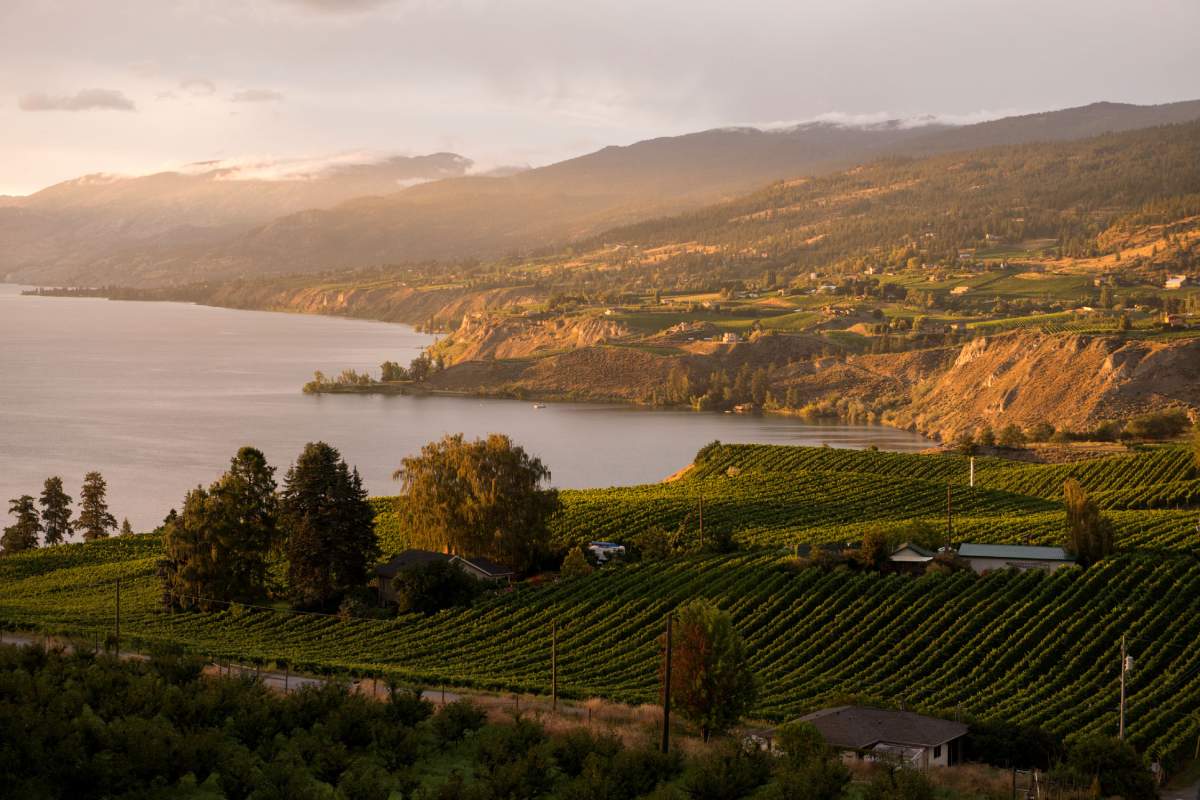 The sunset view of the vineyards on the east side of Okanagan Lake in Penticton, B.C.