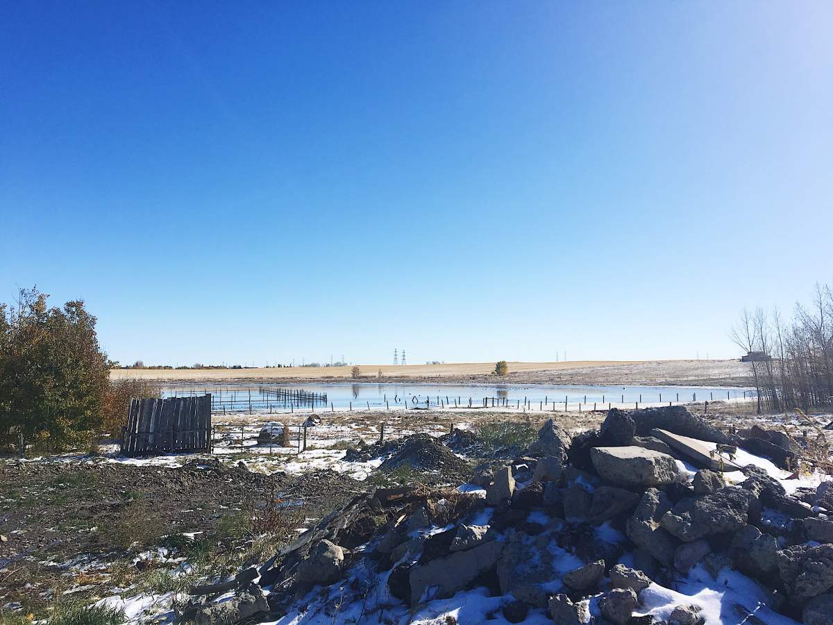 A property east of Calgary where an alleged dog attack on alpacas and llamas took place Oct. 3, 2017.