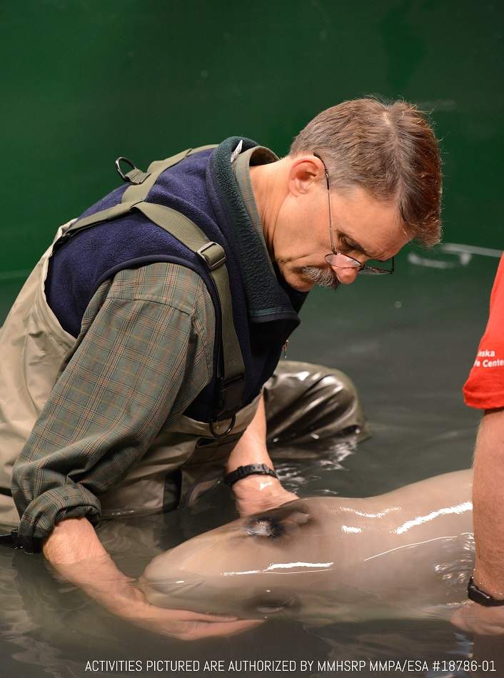 Marine mammal experts are trying to help stabilize a rare and endangered baby beluga found in Alaska.