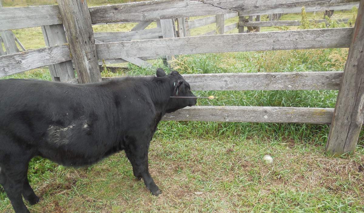 Elk Point RCMP are investigating after a calf was shot with an arrow northeast of the town.