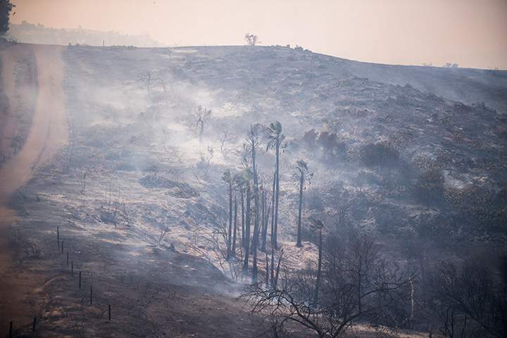Palm trees smolder in Peters Canyon Regional Park after the Canyon Fire 2 burned through on October 9, 2017 in Anaheim Hills, California.