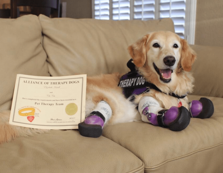 Chi Chi is a therapy dog in Arizona.