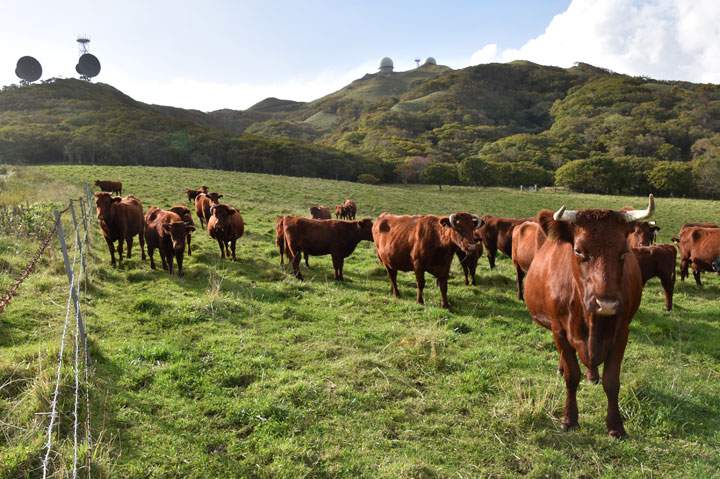Cattle near radar facilities in Hokkaido
