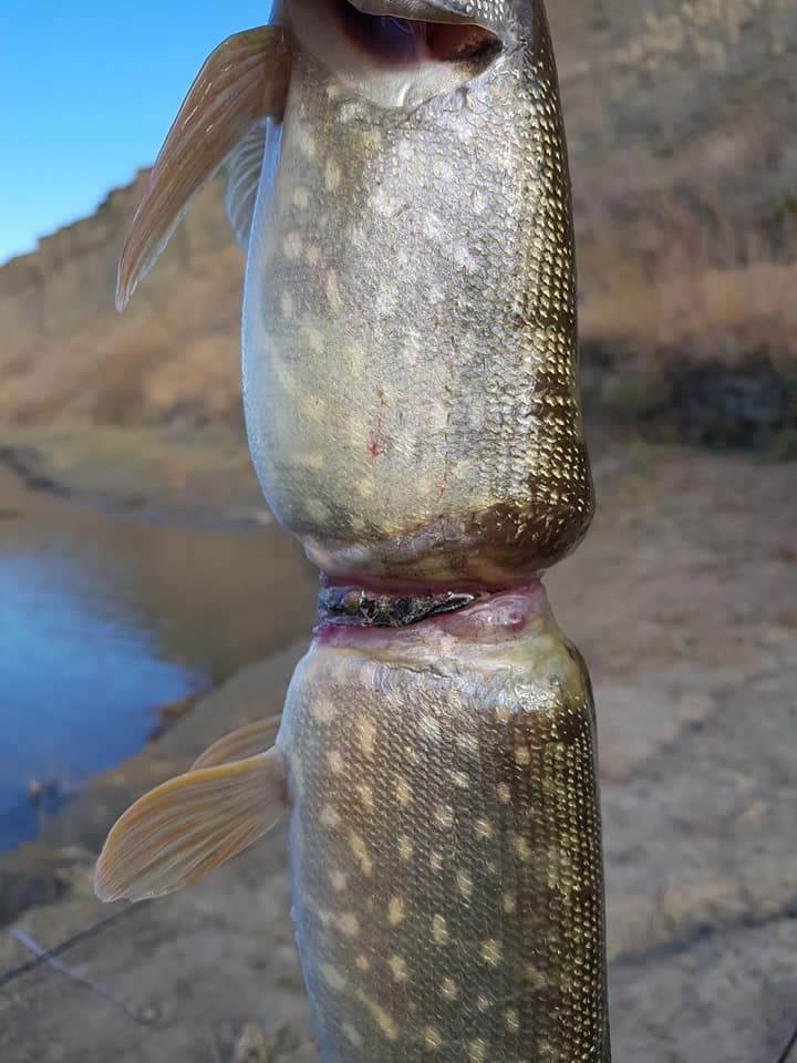 The deformed Northern Pike/ jackfish he caught by 28-year-old Adam Turnbull from the South Saskatchewan River in Medicine Hat, Alta. on Saturday, Oct. 28, 2017.