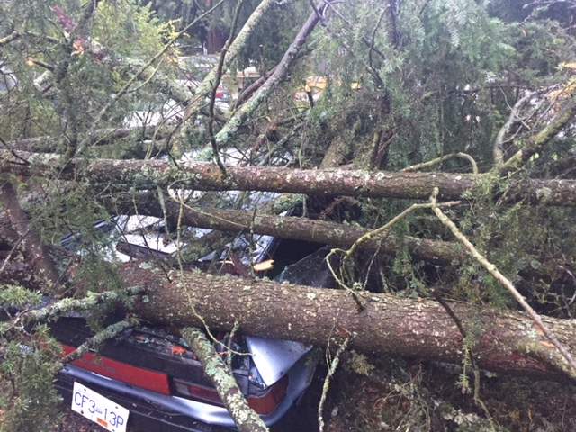 The tree fell outside Fassbender’s Langley home.