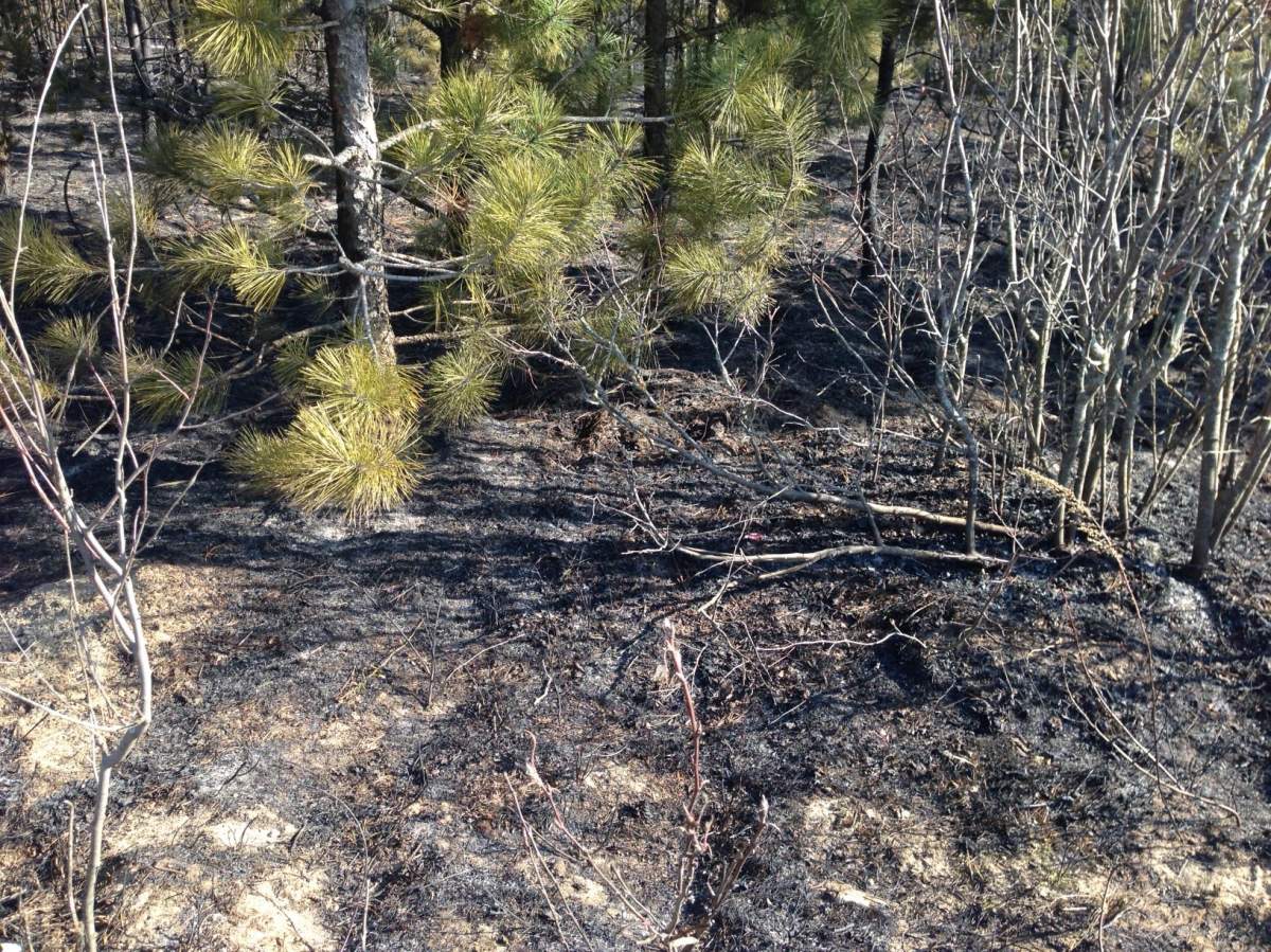 Fire scorched some four hectares in Belair Provincial Forest at the end of summer 2017.