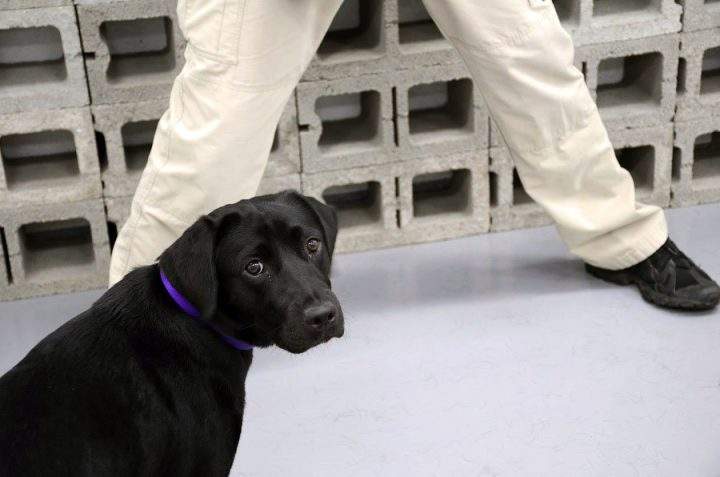 Lulu was fired by the CIA.