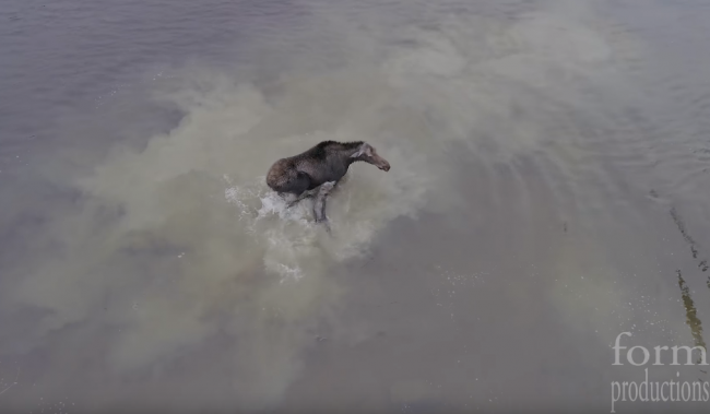 Drone camera captures epic duel between moose, wolf in northern Ontario - image