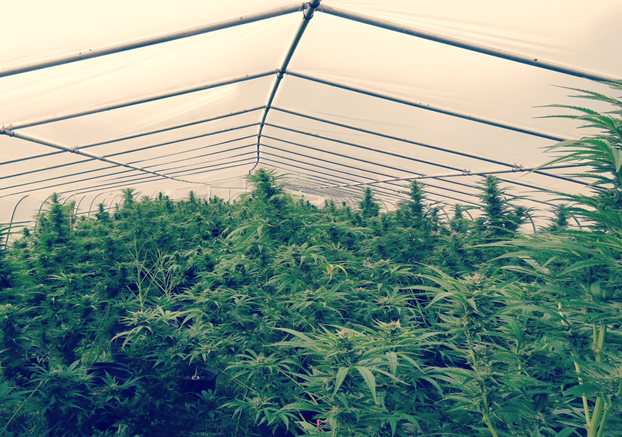 OPP seize $2.5 million in marijuana, guns, property from Kawartha Lakes grow-op - image