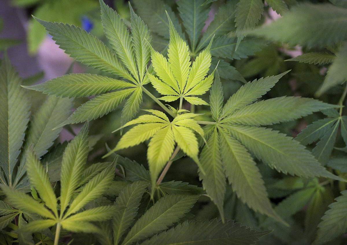 A marijuana plant at the AmeriCanna Edibles facility on Tuesday, April 25, 2017 in Boulder, Colo.