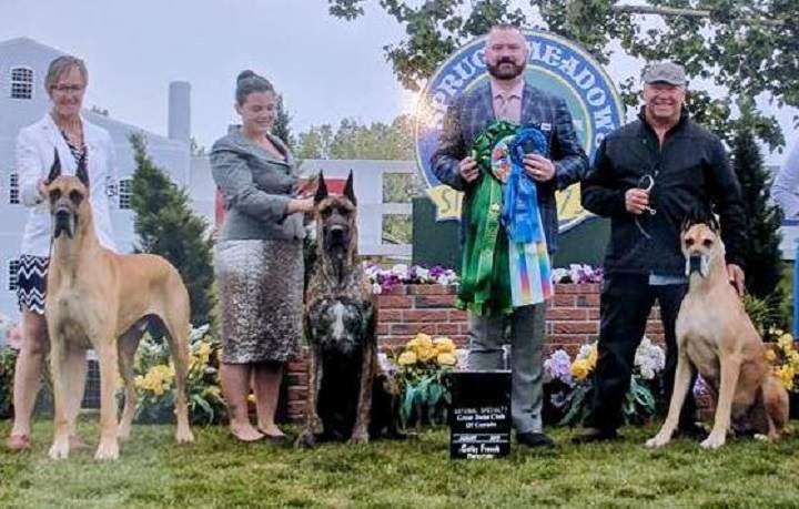 A couple from Cold Lake, Alta. is pleading for information after their three Great Danes were stolen from their home.