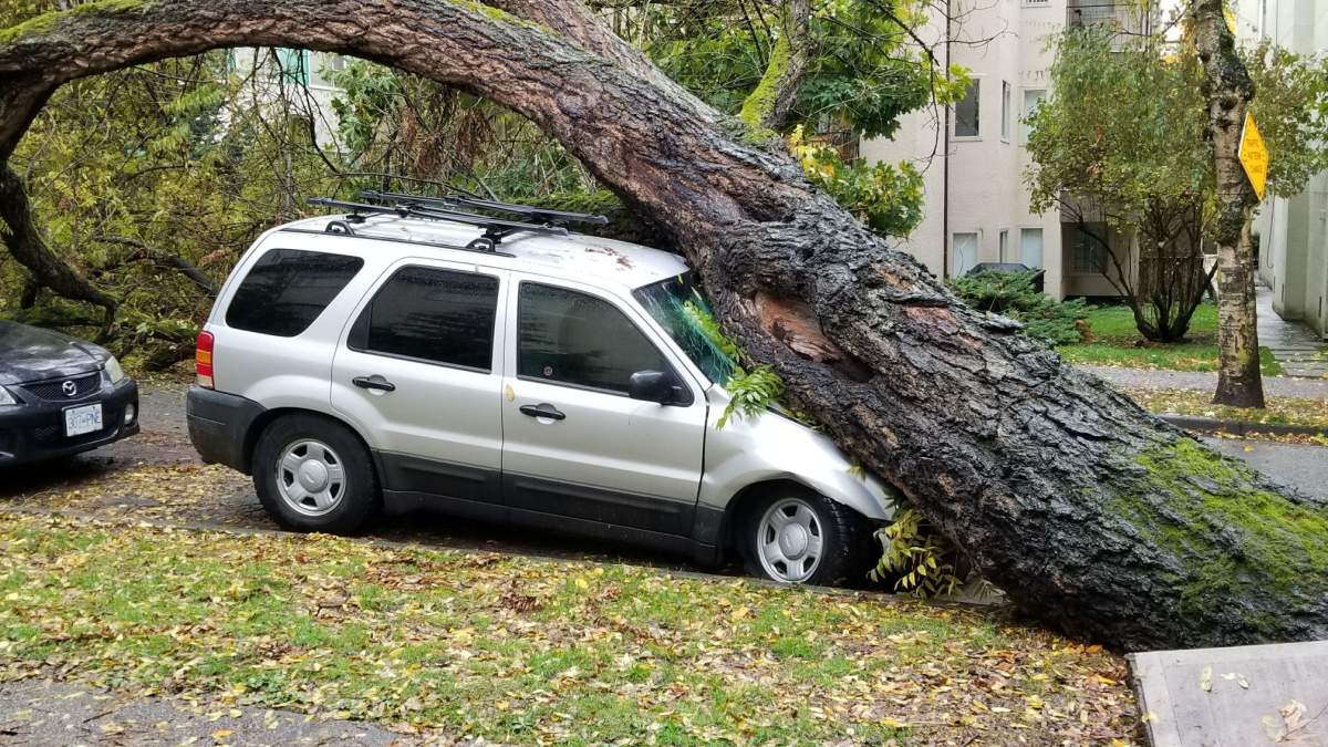 A tree that fell on a Ford SUV on Burnaby Street in Vancouver’s West End on Thursday.