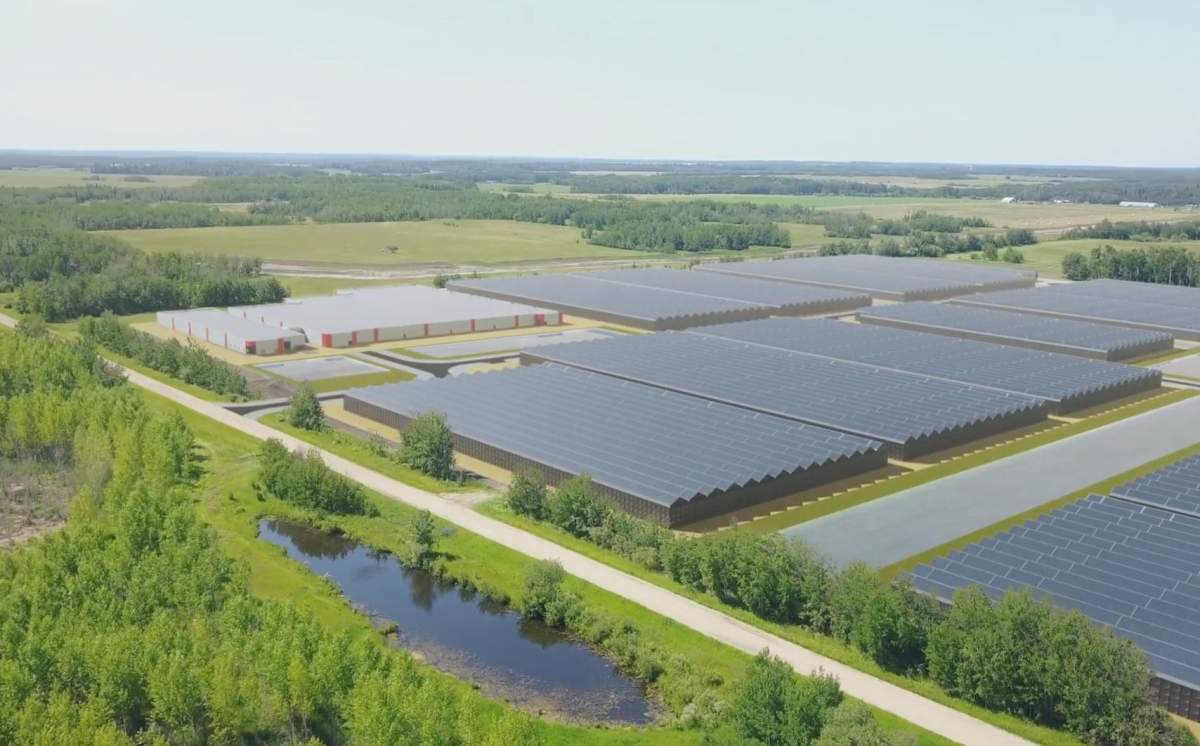 A rendering of Atlas Growers' 38,000-sq.-ft. facility in Lac Ste. Anne, Alta.