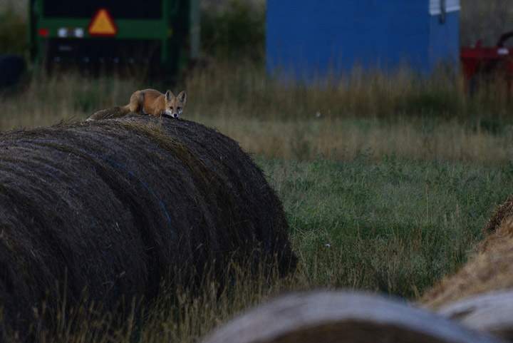 The Nov. 6 Your Saskatchewan photo was taken by Brenda Reifferscheid near Humboldt.