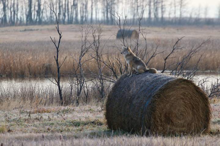 Brenda Gawluk took the Your Saskatchewan photo for Nov. 7 at Fosston.