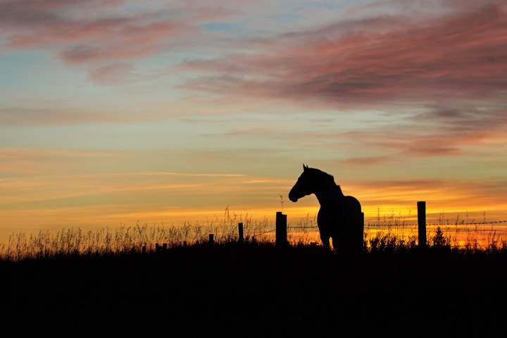Carrie Arlett snapped the Nov. 8 Your Saskatchewan photo near Loon Lake.