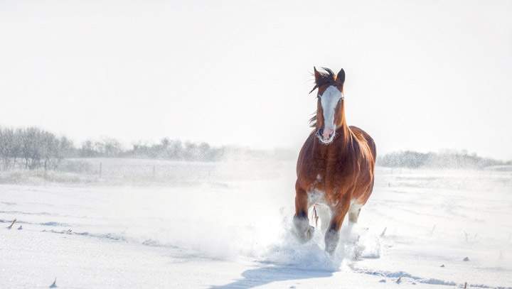 Sharon Bryant took the Nov. 23 Your Saskatchewan photo in Earl Grey.