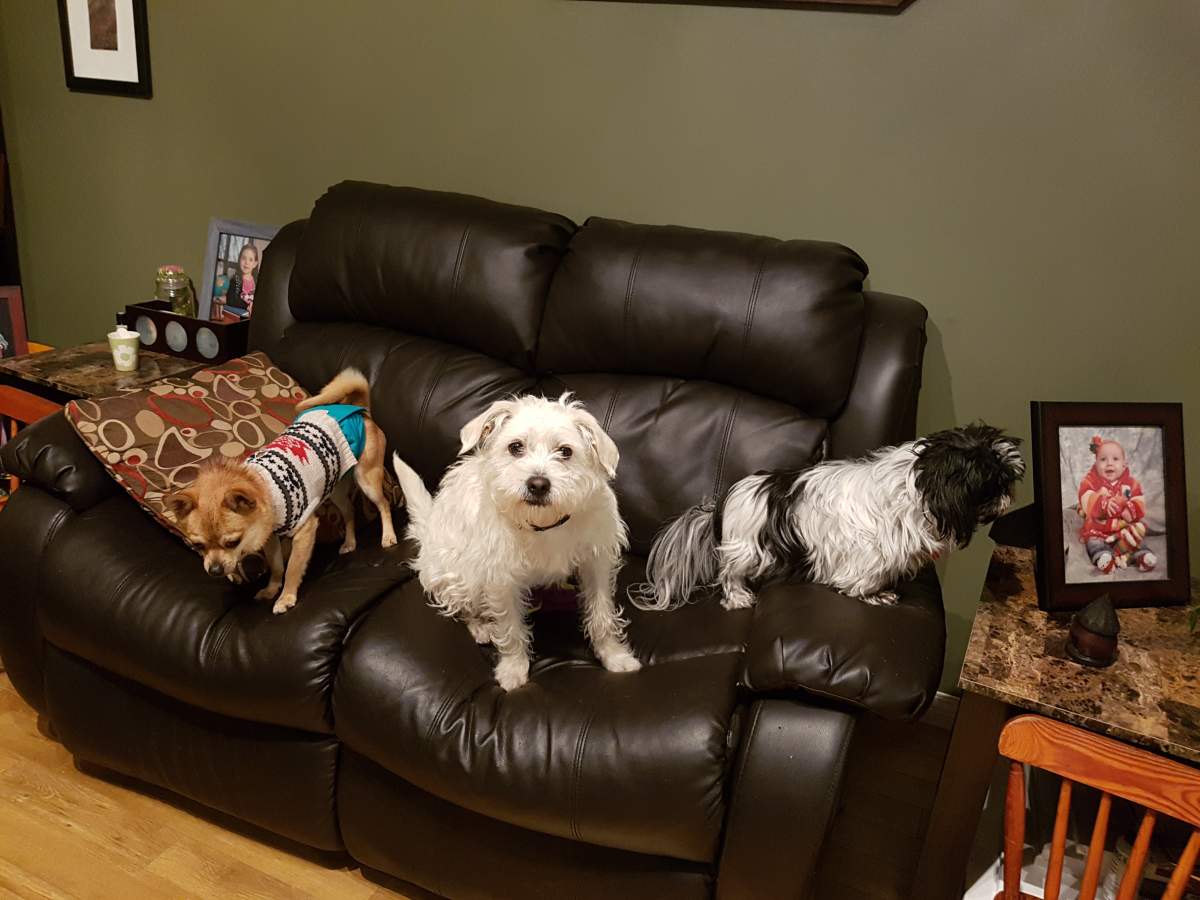 Gimli the pooch relaxing after being rescued from the side of the road. 
