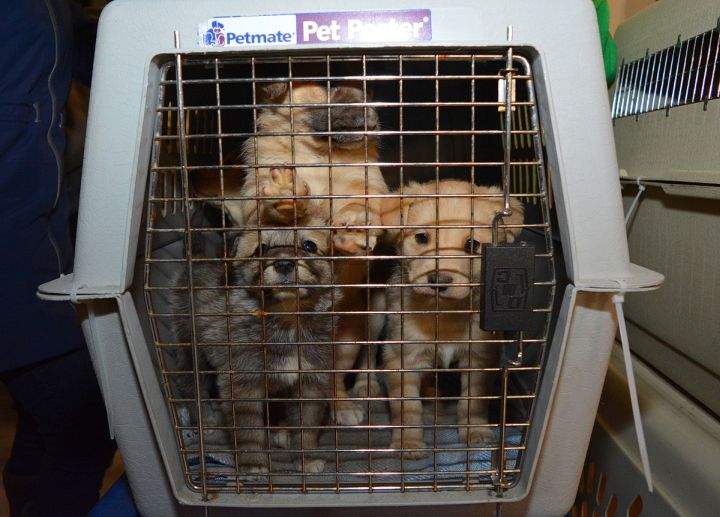 Kennels containing at least two dogs each were expertly jigsawed into the van for the long trip back south, AARCS said.
