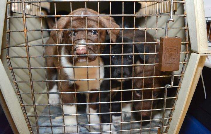 Kennels containing at least two dogs each were expertly jigsawed into the van for the long trip back south, AARCS said.