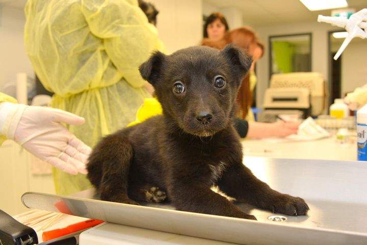 A puppy among 48 dogs rescued from a rural area north of High Level, Alta.