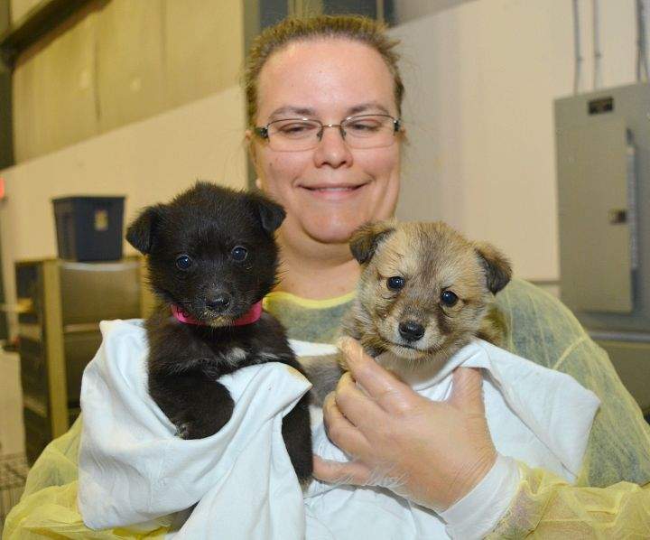 AARCS medical team and volunteers are helping care for 48 puppies and dogs rescued from north of High Level, Alta.