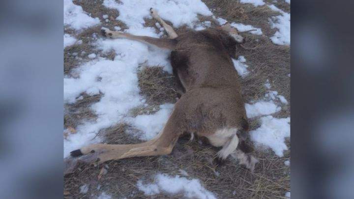 Rickard says this deer was killed after two dogs attacked it Monday evening.