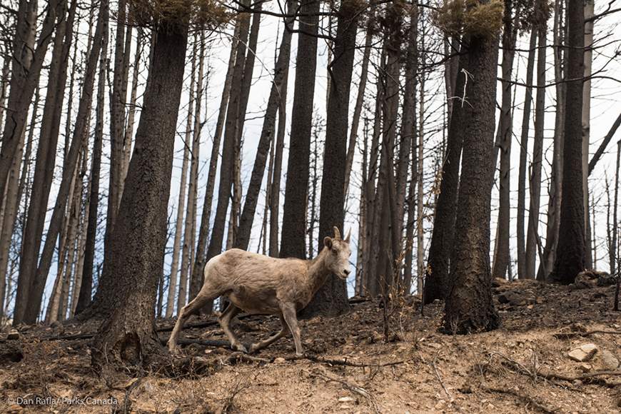 A big horn sheep is pictured near the Akamina Parkway in Waterton Lakes National Park, Alta. 
