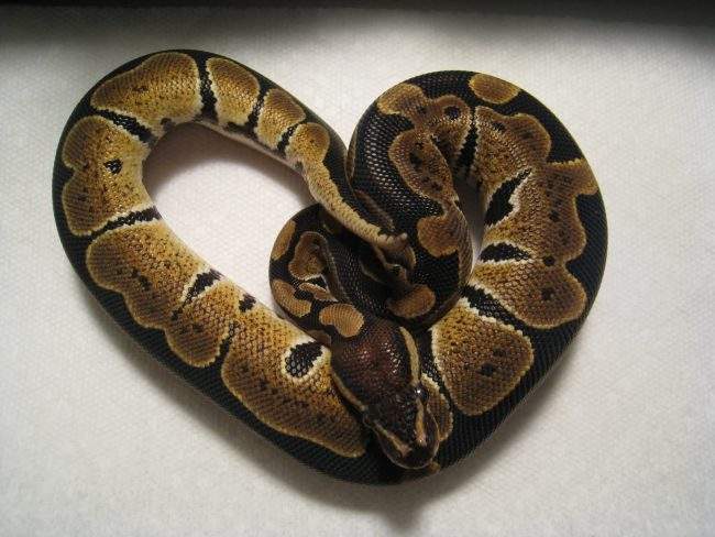 A juvenile ball python.