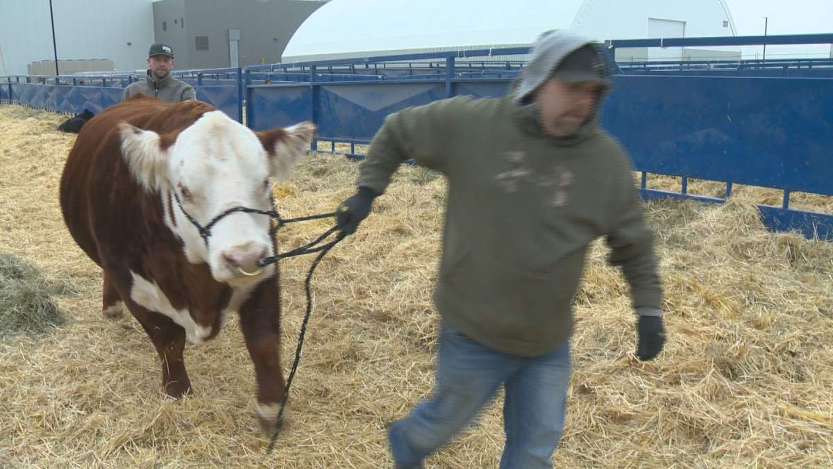 More than 27,000 people attended evening events at last year's edition, while purebred cattle sales eclipsed $2 million.