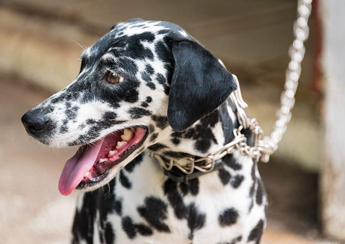 FILE - The Windsor-Essex County Health Unit has confirmed two dogs in Essex County have H3N2 canine influenza, the first known cases in Canada.