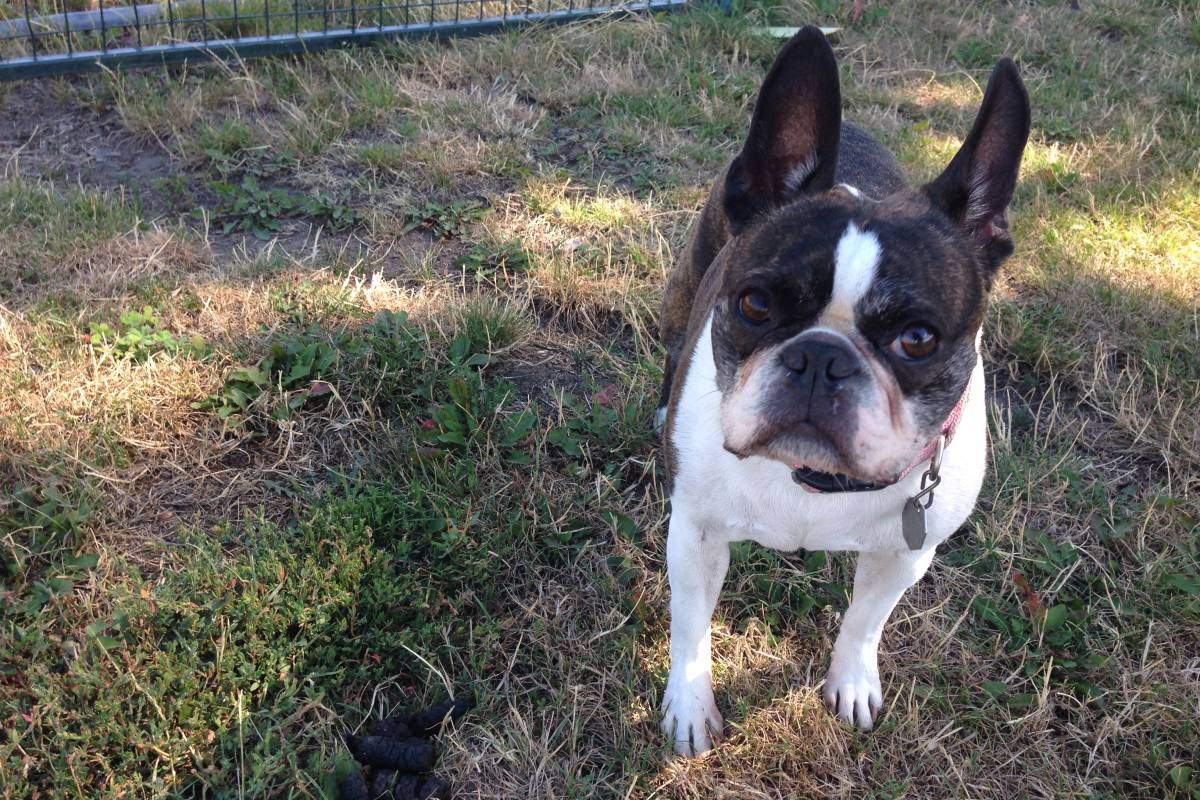 Kelowna dog park to close temporarily - image